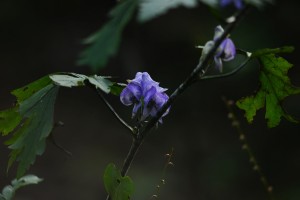 ヤマトリカブト