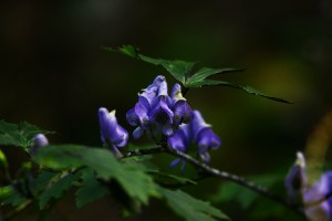 ヤマトリカブト