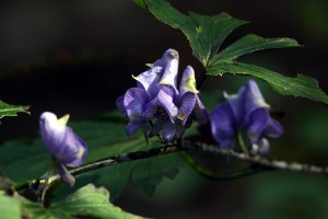 ヤマトリカブト