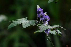 ヤマトリカブト