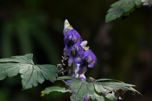 ヤマトリカブト