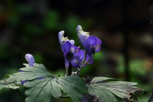 ヤマトリカブト