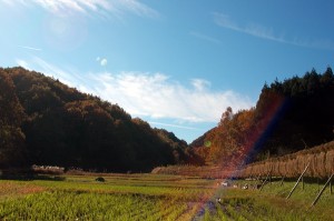 秋の谷津田