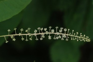 ヨウシュヤマゴボウ