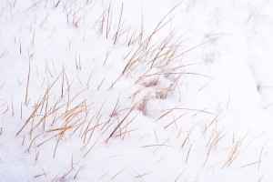 雪と草