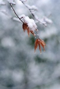 モミジに雪