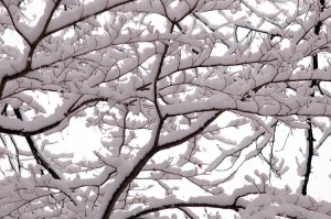 枝に積もる雪