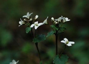 ユリワサビ7001b