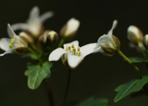 ユリワサビ7007b