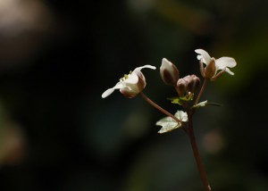 ユリワサビ7018b