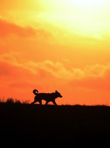 夕日の荒野の一匹狼