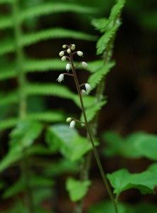 ズダヤクシュ0648