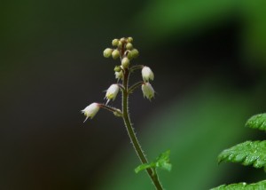 ズダヤクシュ0725b